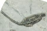 Fossil Crinoid Plate (Four Species) - Crawfordsville, Indiana #243934-3